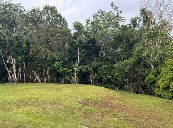 Nuevo, Bayamón, PR 00956