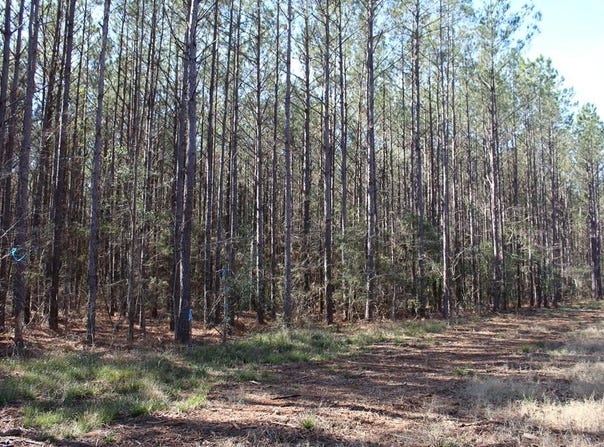 R18754 FM 1751, San Augustine, TX 75972
