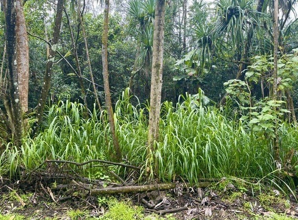 NENUE ST, Pahoa, HI 96778