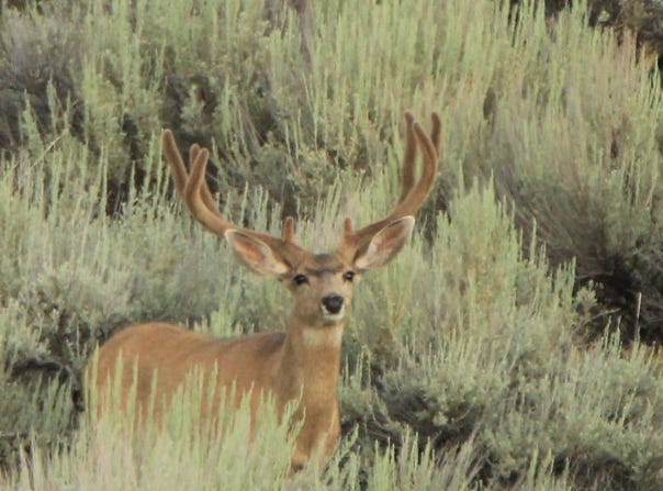 TBD Highway 40, Craig, CO 81625