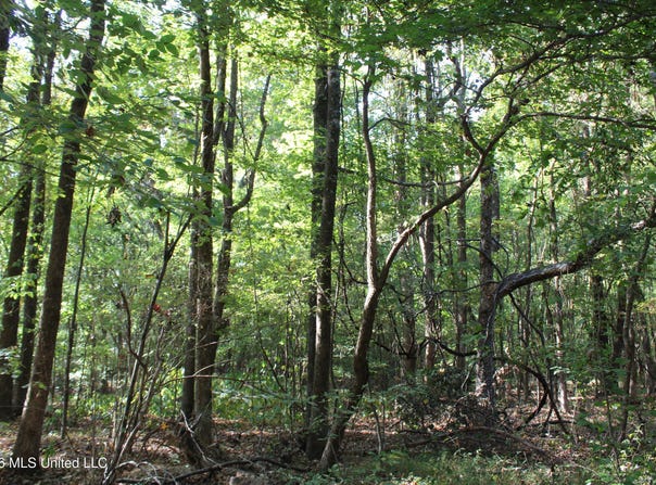 7 Star Landing Road, Nesbit, MS 38651