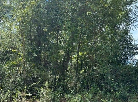 SW 44TH LANE, Jasper, FL 32052