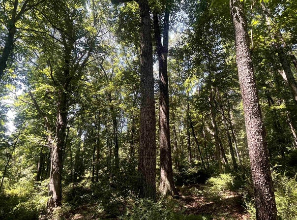 SPOTTSWOOD RD, SPOTTSWOOD, VA 24476