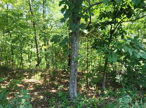 Marina Ridge Rd, HOLLADAY, TN 38341