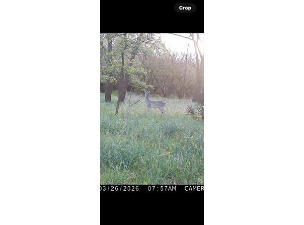 c.r. 386, Marquez, TX 77865