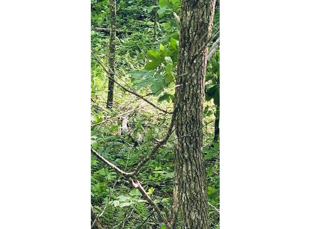Cheek Circle Rd, Sylva, NC 28779