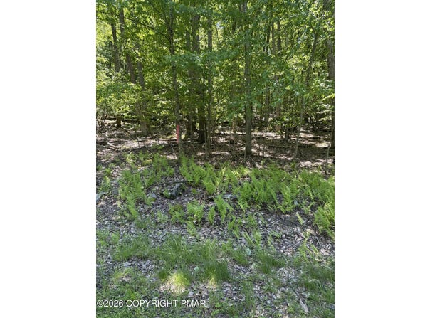 Paper Birch N, Tafton, PA 18464