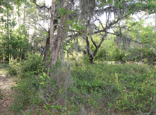 Bottoms Road lot: 6-7, Panacea, FL 32346