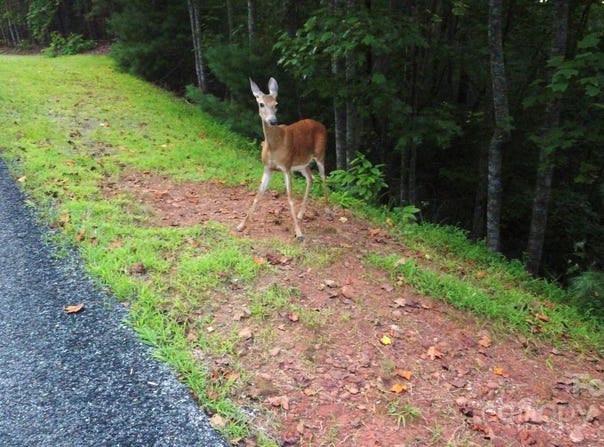 S Pointe Road lot: S 11/12, Mill Spring, NC 28756