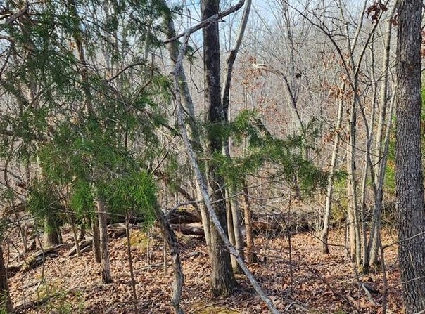 MAGNOLIA LN, HOLLADAY, TN 38341