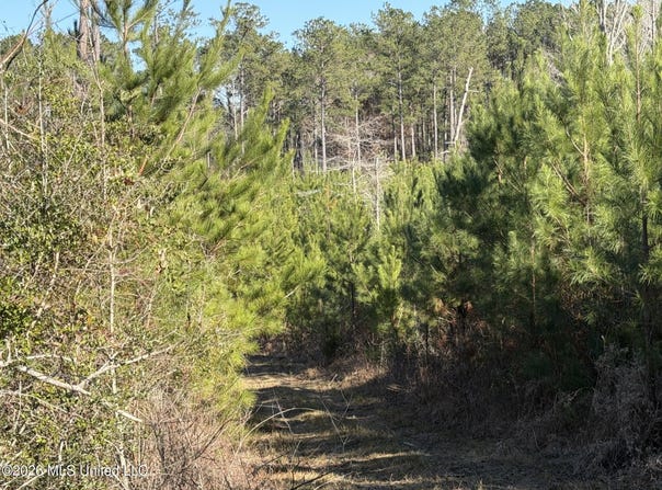 Delancey Road, Braxton, MS 39044