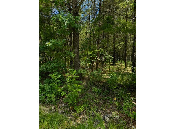Falling Rock Road, Elkland, MO 65644