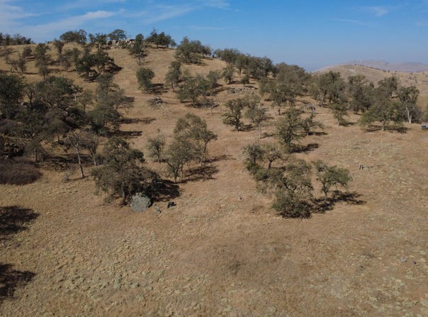 Wolverine, Yokuts Valley, CA 93675