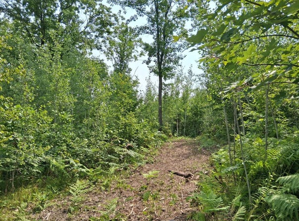 Parcel 1 County Road T, Danbury, WI 54830