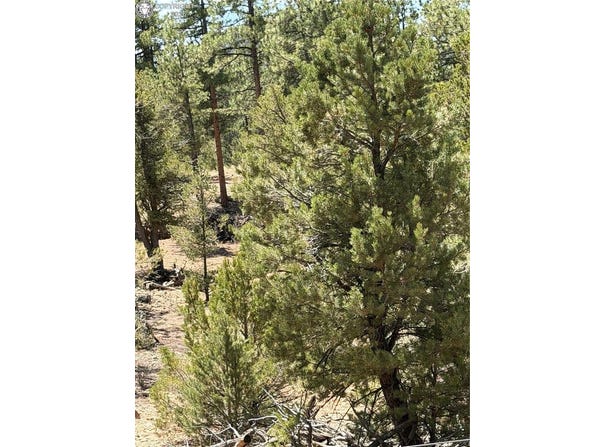 9th Trail, Cotopaxi, 81223