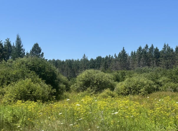 Simmons Rd, Hessel, MI 49745