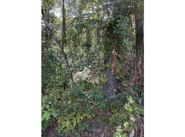 Alexander Circle, Summerville, SC 29486