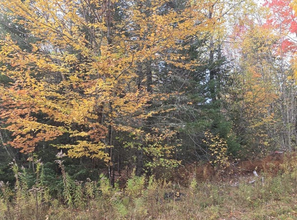 Murray Road lot: 27, Thorndike, ME 04986