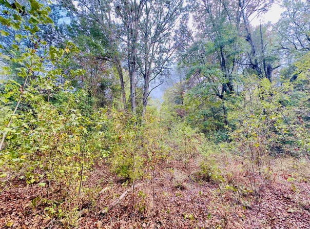 Apple Tree Rd, Gilmer, TX 75644