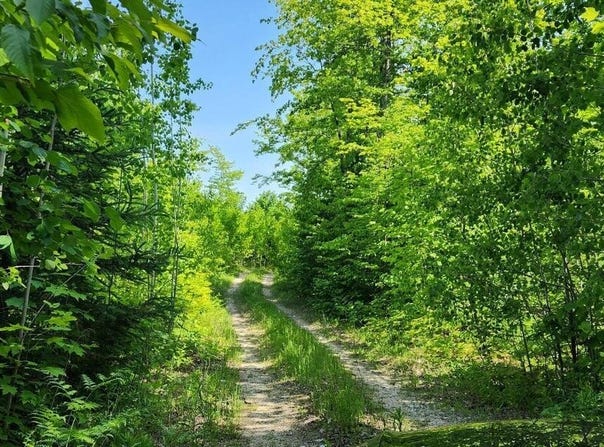 400 TROPHY LN, HESSEL, MI 49745