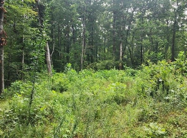 617 Red Ash Rd, SUGAR TREE, TN 38380
