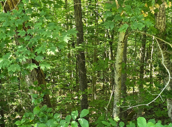 2082 Roberts Bend Road, Burnside, KY 42519
