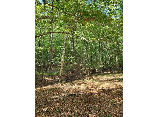 1294 Anders Rd, San Augustine, TX 75972