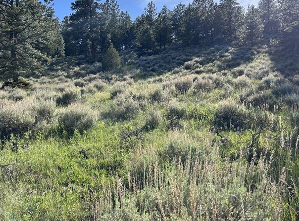 416 Comanche Cir, Red Feather Lakes, CO 80545
