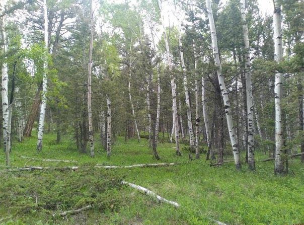 525 Crest Drive, Cimarron, CO 81220