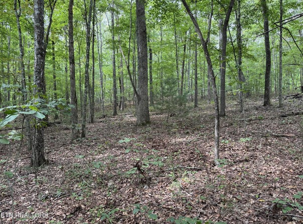 Wildcat Rd, Jamestown, TN 38556