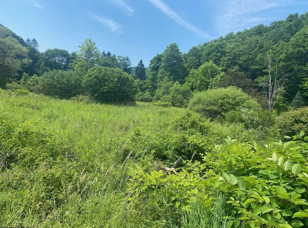 Grass Lick Run, Montrose, WV 26283