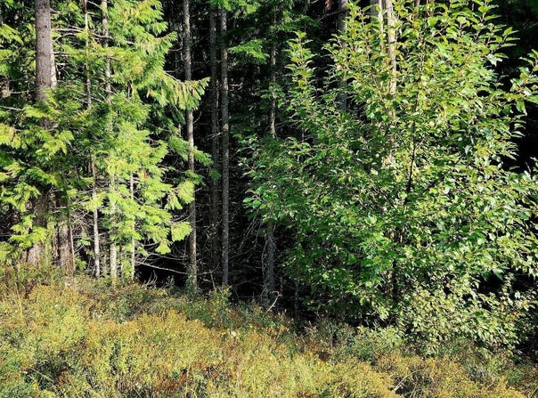 Alder Way, St. Maries, ID 83861