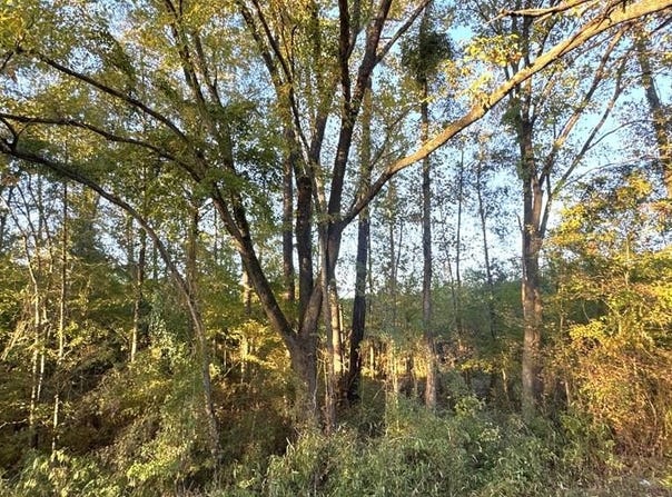 TR 008 Hwy 21E, Hemphill, TX 75948