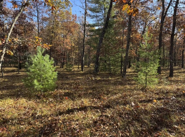 Parcel 7 County Line Road, Free Soil, MI 49411