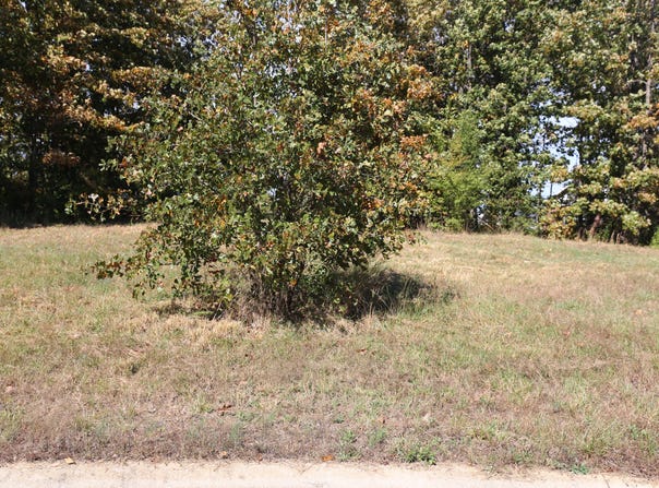 Wild Turkey, West Plains, MO 65775