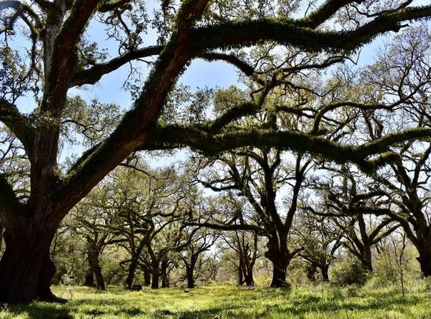 FM 521 TX, Angleton, TX 77515