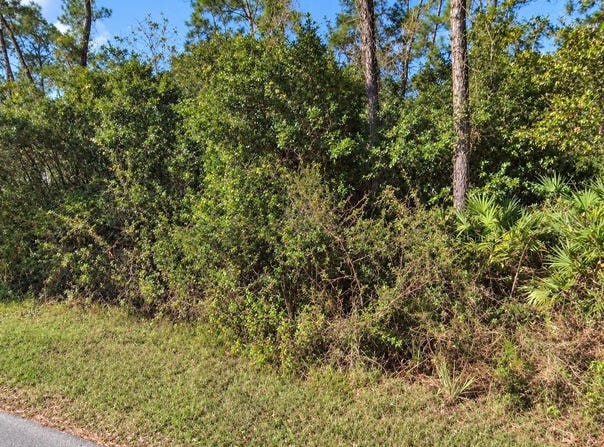 COON Road, ASTOR, FL 32102