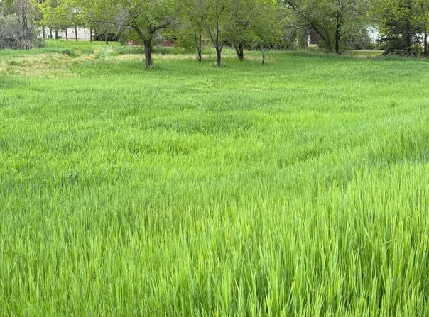 1961 Bitterroot Dr., Sidney, MT 59270