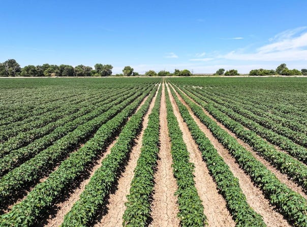 Lacey Boulevard, Lemoore, CA 93245