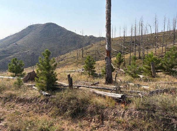 Pine Acres Rd, Bellvue, CO 80512