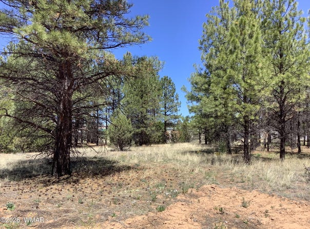 Cedar Bark Trail, Overgaard, AZ 85933