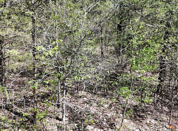Oak Lane lot: #20, Shell Knob, MO 65747