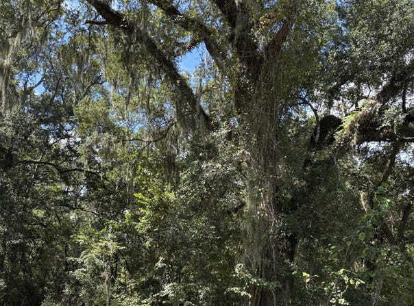Old Sugar Mill Road, Abbeville, LA 70510