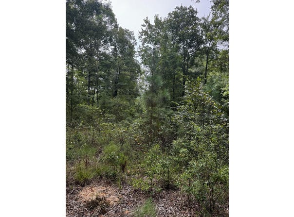 Gabe Rd, Saluda, SC 29138