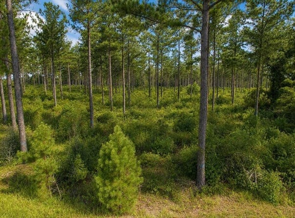 County Road 33, Ashford, AL 36312