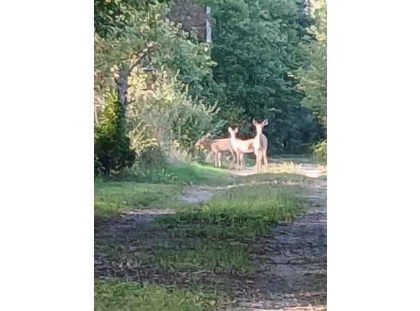 E Charles Road, Ionia, MI 48846