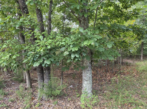 Tract 3 Edwardsville Rd, Hardy, VA 24101