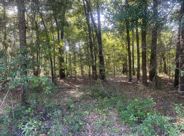 County Rd 28 lot: 10, Georgetown, GA 39854