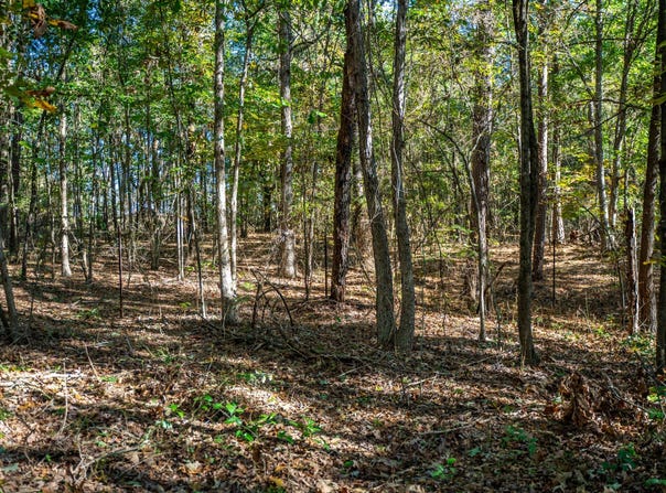 County Road 4105, Daingerfield, TX 75638