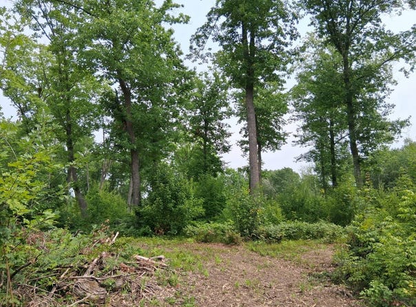 Parcel 13 County Road T, Danbury, WI 54830